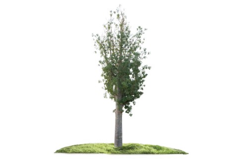 شجرة الأدنسونيا (التبلدي)