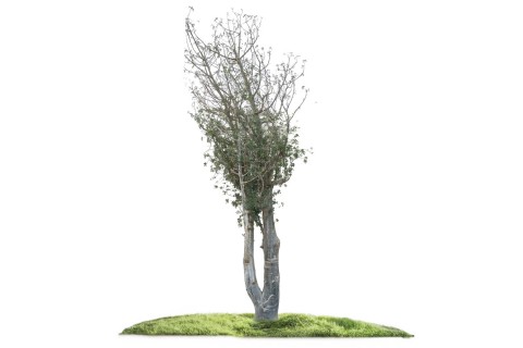 شجرة الأدنسونيا (التبلدي)