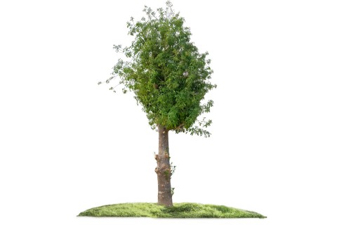 شجرة الأدنسونيا (التبلدي)