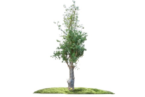 شجرة الأدنسونيا (التبلدي)