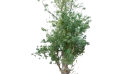 شجرة الأدنسونيا (التبلدي)