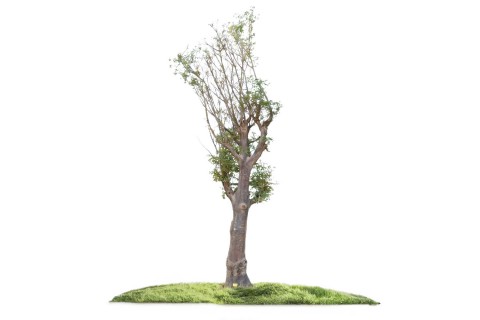 شجرة الأدنسونيا (التبلدي)