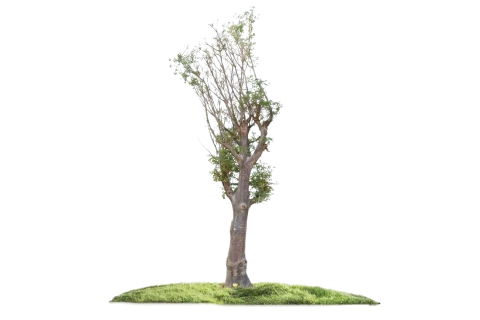 Adansonia digitata Tree