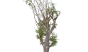 شجرة الأدنسونيا (التبلدي)