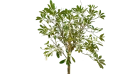 شجرة ألستونيا (شجرة البخور)