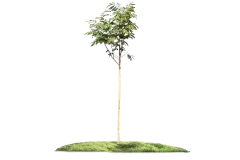 Albizia Lebbeck (Labakh Tree)