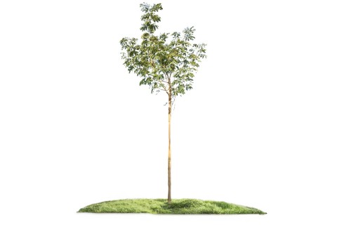 شجرة اللبخ للظل الوافر