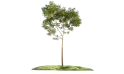 Albizia Lebbeck (siris Tree)