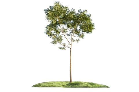 شجرة ألبيزيا لبخ (ذقن الباشا)