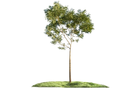 Albizia Lebbeck (Siris Tree)