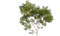 Albizia Lebbeck (siris Tree)