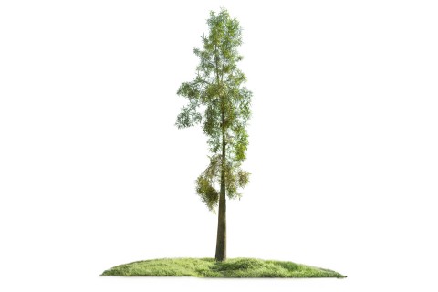 شجرة استراكوليا (براكيتون روبيستريس)