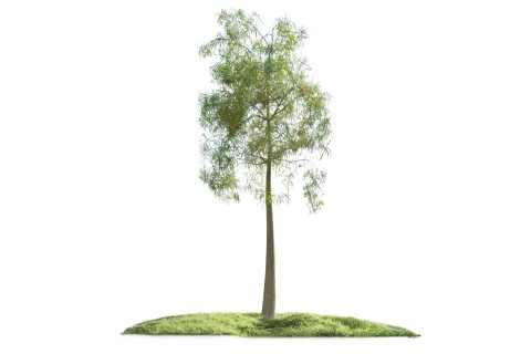 شجرة استراكوليا (براكيتون روبيستريس)