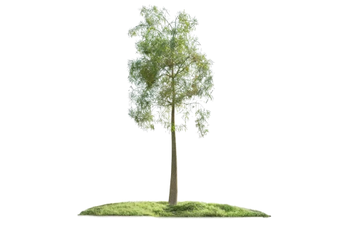 Brachychiton Rupestris (Queensland Bottle Tree)