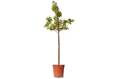 شجرة الكمان (سيثا ريكسيلوم)