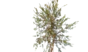 Callistemon Viminalis  (weeping Bottlebrush)