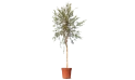 Callistemon Viminalis  (weeping Bottlebrush)