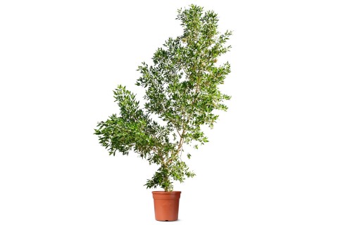 شجرة الدماس (كونوكاربس لانسيفوليوس)