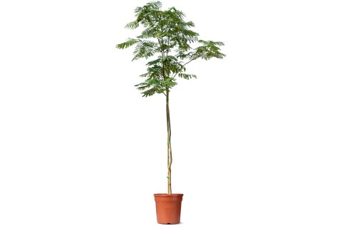 شجرة بونسيانا حمراء (جولموهار)