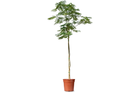 Delonix Regia (Royal Poinciana) 