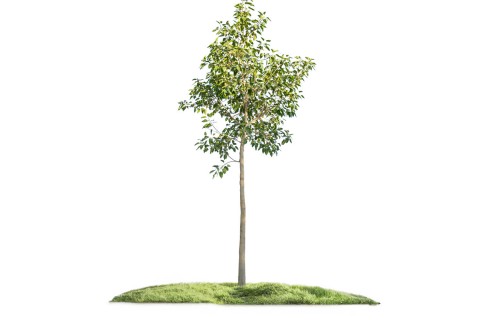 شجرة فيكس التسيما (شجرة المجلس)