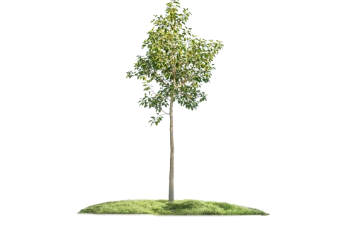 Ficus Altissima (Council Tree)