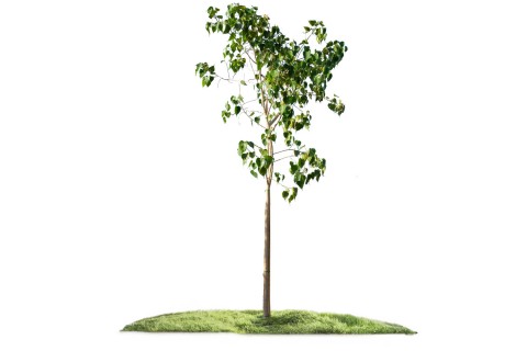 شجرة فيكس لسان العصفور (ريليجيوزا)