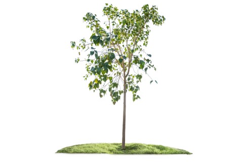 شجرة فيكس لسان العصفور