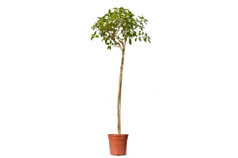 شجرة فيكس فيكتوريا (فيكس مشجر)