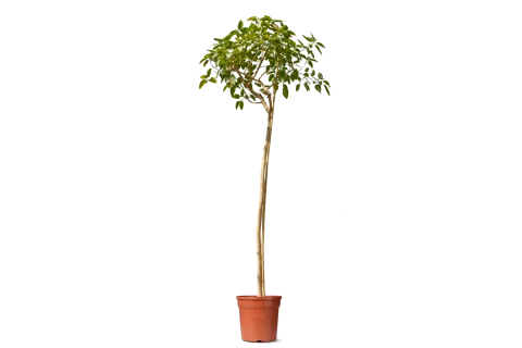 Ficus Victoria (Variegated Weeping Fig)