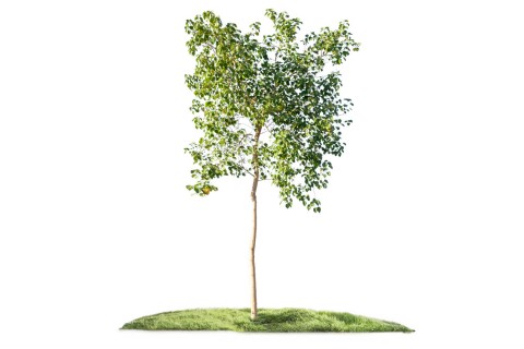 شجرة هيبسكس تيليشوس