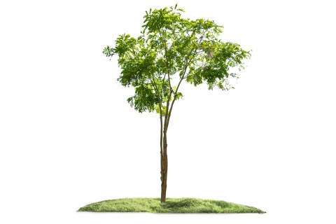 شجرة الميليتيا بيناتا (بونغاميا)