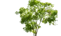 شجرة الميليتيا بيناتا (بونغاميا)