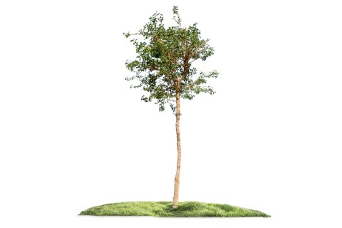 نبات المانيلا تاماريند - لوز هندي