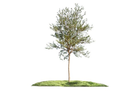 نبات المانيلا تاماريند - لوز هندي