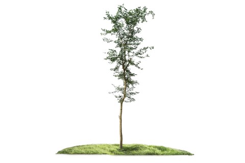 نبات المانيلا تاماريند - لوز هندي