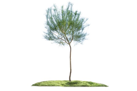 شجرة باركنسونيا (شوكة القدس)