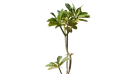 البلوميريا (ياسمين هندي)