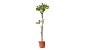 البلوميريا (ياسمين هندي)