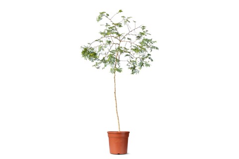 شجرة الغاف الأبيض (أو المسكيت الأبيض)