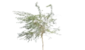Prosopis Glandulosa (honey Mesquite)