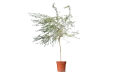 Prosopis Glandulosa (honey Mesquite)