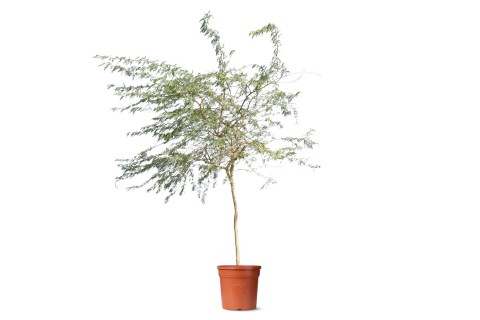 شجرة غاف العسل