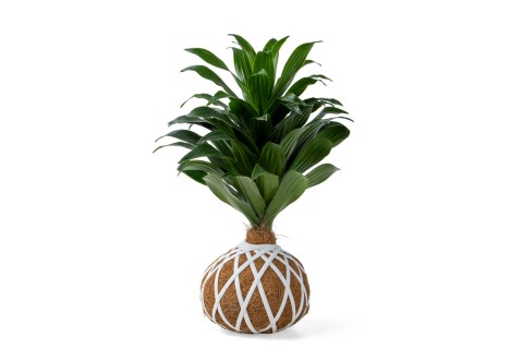 Cocodama Dracaena Compacta