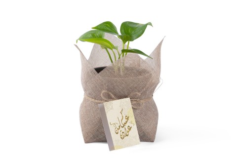 هدية العيد -نبتة سكندبسوس مزروعة في حوض سيراميك