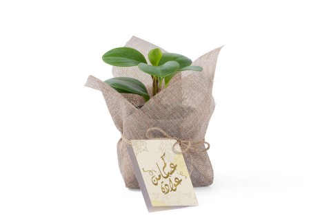 هدية العيد - نبتة بيبروميا  منفرجة مزروعة في حوض سيراميك 