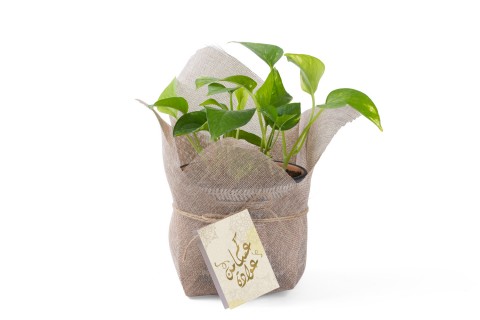 هدية العيد - نبتة سكندبسوس مزروعة في حوض سيراميك