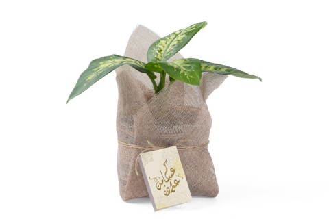 هدية العيد -نبتة دفنباخيا اموينا مزروعة في حوض سيراميك