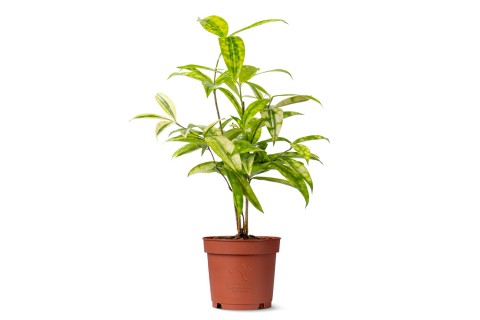 دراسينا سوركلوزا