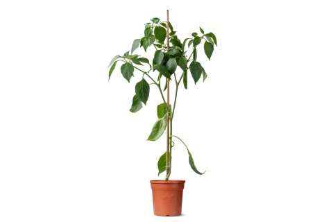 نبات الفلفل الحار (كابسيكوم فروتيسينس)